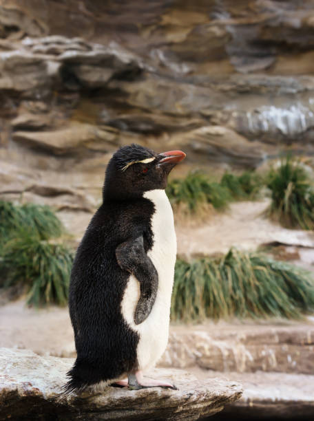 istock Southern rockhopper penguin standing on the rock 1143711540