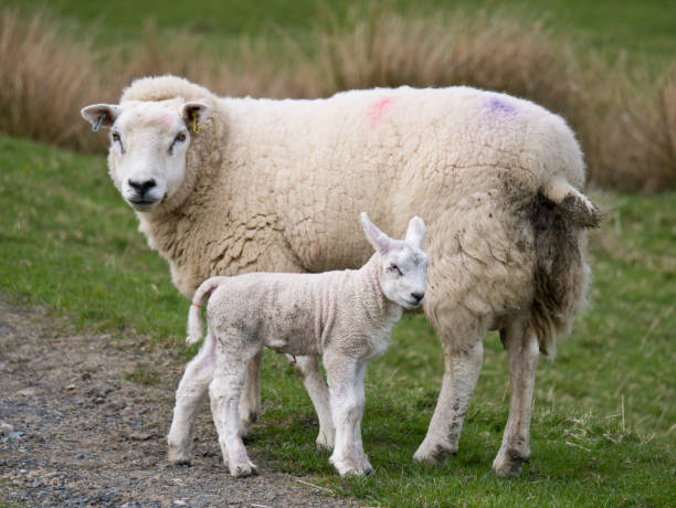 istock Spring lamb - Sheep farming in spring in Cumbria, England, UK 1143712100