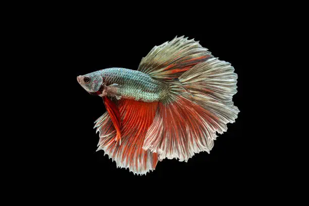 Capture the moving moment of siamese fighting fish, betta fish isolated on black background