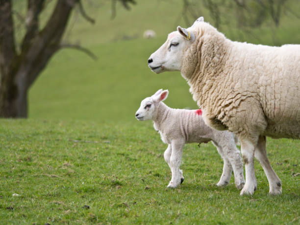 istock Spring lamb - Sheep farming in spring in Cumbria, England, UK 1143713848