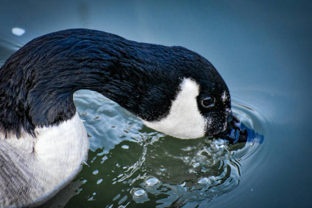 istock Canadian Goose Searching 1143713878