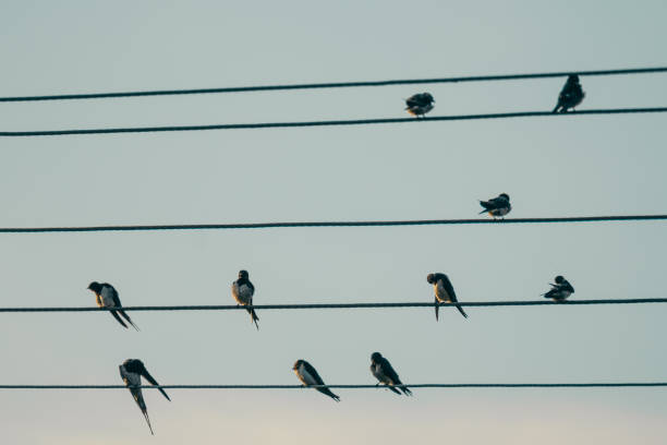 istock Swallows on the wires 1143715307