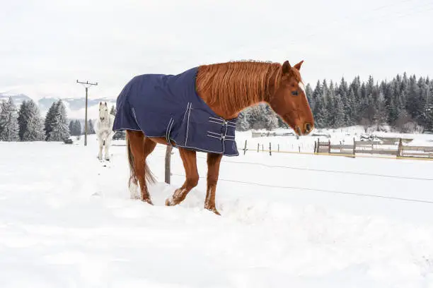 Brown horse walking in snow, covered with a blanket coat to keep warm during winter, wooden ranch fence and trees in background.
