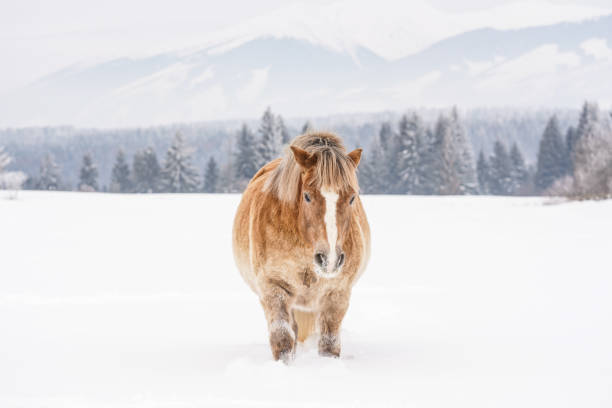 istock Light brown haflinger horse on snow covered field, view from front 1143715362