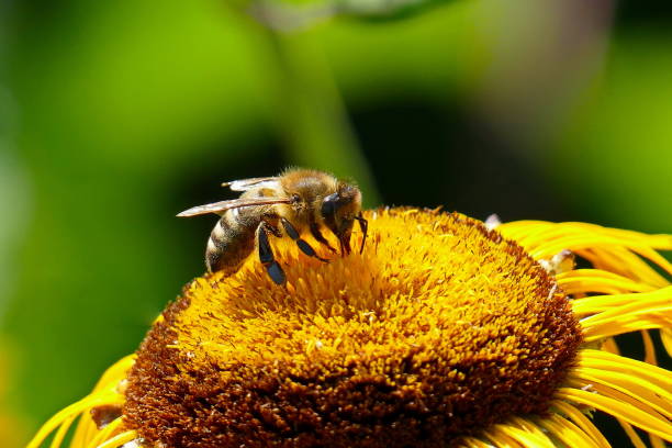 girasol, sonnenhut-rudbeckia fulgida y la abeja. múnich, baviera. - flower single flower macro focus on foreground fotografías e imágenes de stock