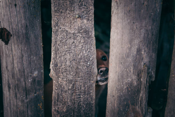 Dog's portrait
