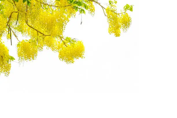 Flower of Golden Shower Tree isolated on white background.
