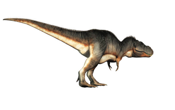 istock Tyrannosaurus Rex on White Background 1143719089