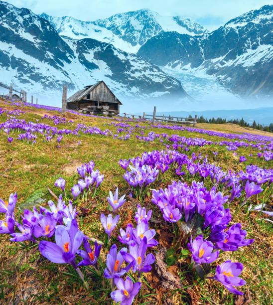 istock Crocus flowers on spring mountain and glacier 1143719365