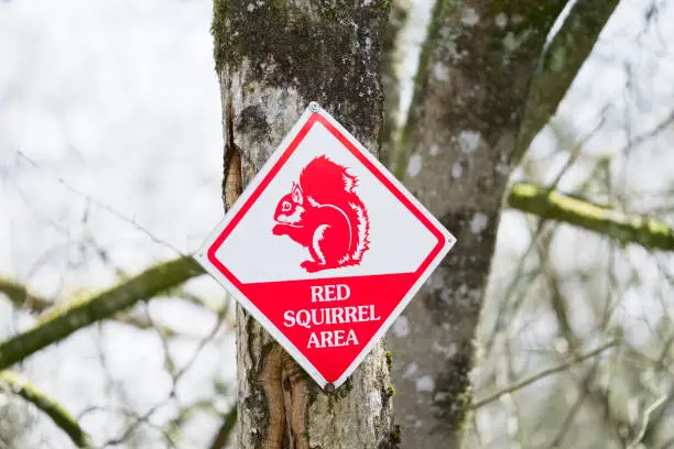 Red squirrel area conservation road sign in Scotland uk