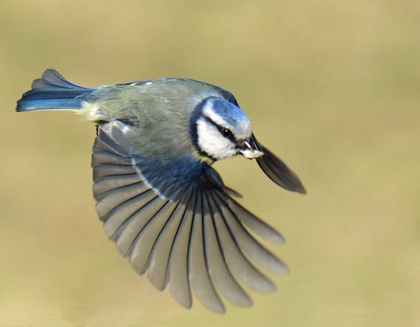 istock Blue Tit and Great Tit in flight 1143719548