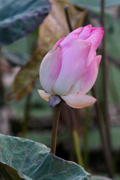 istock Lotus Beauty 1143719570