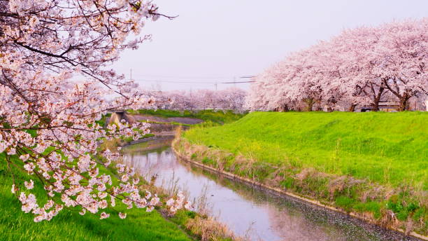 istock Cherry Blossom Trees at Saho River, Nara, Japan 1143720628