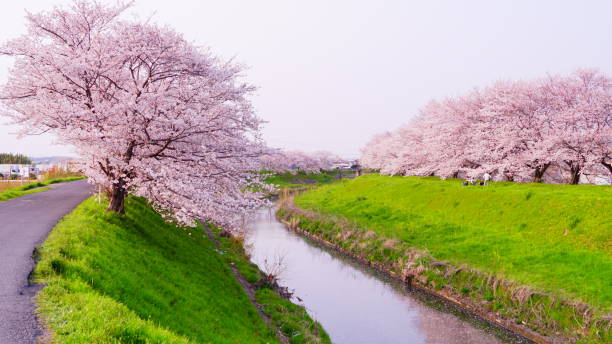 istock Cherry Blossom Trees at Saho River, Nara, Japan 1143720640
