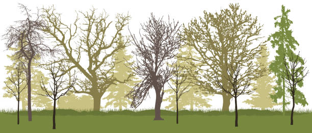 ilustraciones, imágenes clip art, dibujos animados e iconos de stock de silueta de parque de primavera (árboles desnudos). ilustración vectorial. - tree bare tree silhouette oak