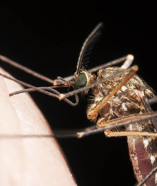 istock Mosquito sucking blood, extreme close-up with high magnification 114372134