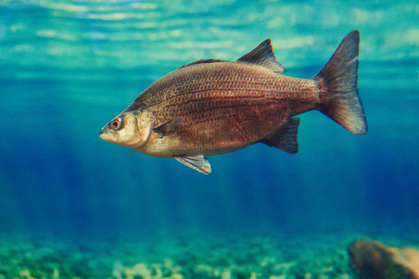 istock One red yellow large fish in blue water, colorful underwater world, copyspace for text, background wallpaper 1143721760