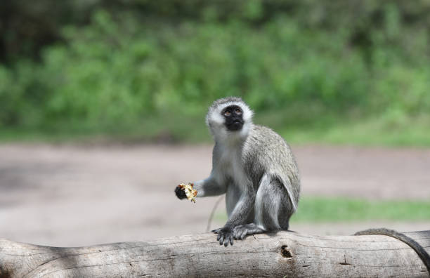 istock Green Vervet 1143721782