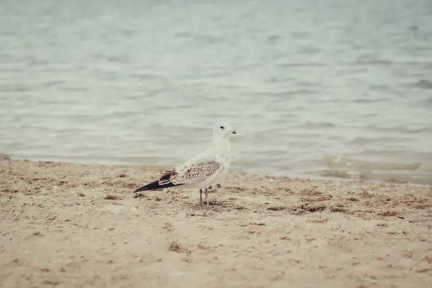 Photo of Seagulls on beach on summer day