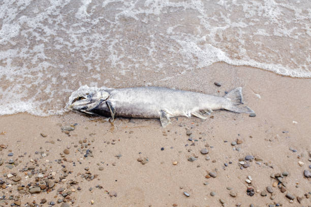 gros poissons morts d’esturgeon saumon se trouvant sur le rivage du lac ontario après la ponte - saltwater fish freshwater fish pond sturgeon photos et images de collection