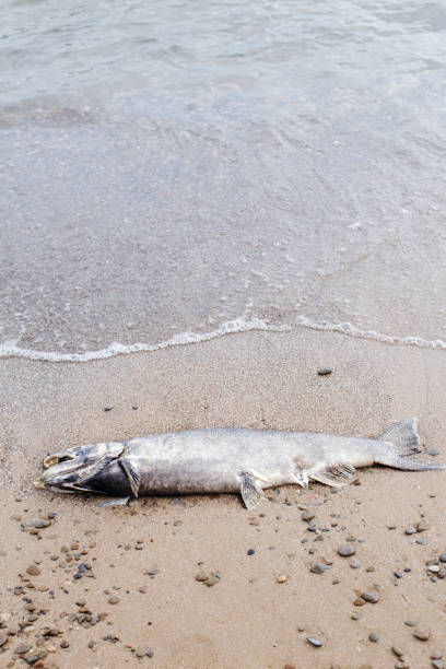 gros poissons morts d’esturgeon saumon se trouvant sur le rivage du lac ontario après la ponte - saltwater fish freshwater fish pond sturgeon photos et images de collection