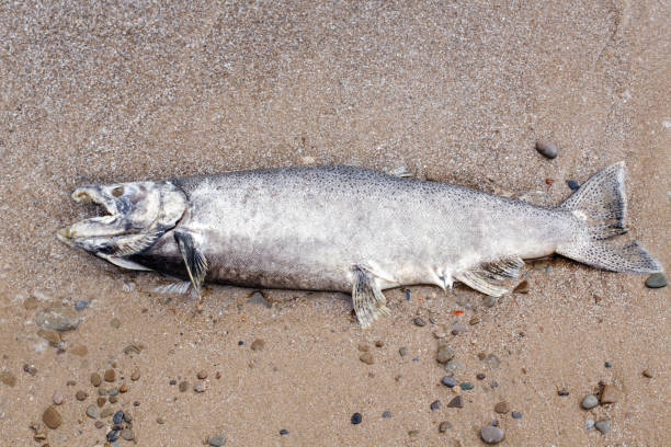 gros poissons morts d’esturgeon saumon se trouvant sur le rivage du lac ontario après la ponte - saltwater fish freshwater fish pond sturgeon photos et images de collection