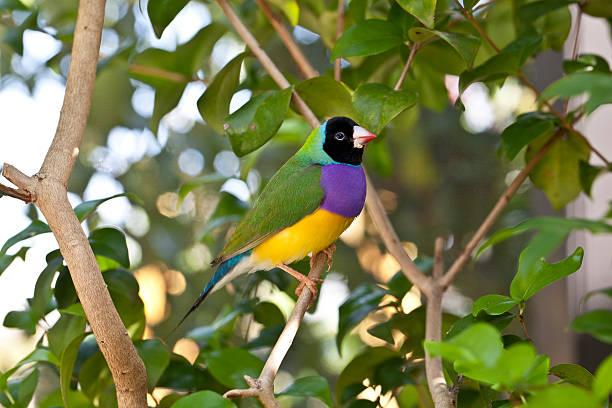 Lady Gouldian finch  gouldian finch stock pictures, royalty-free photos & images