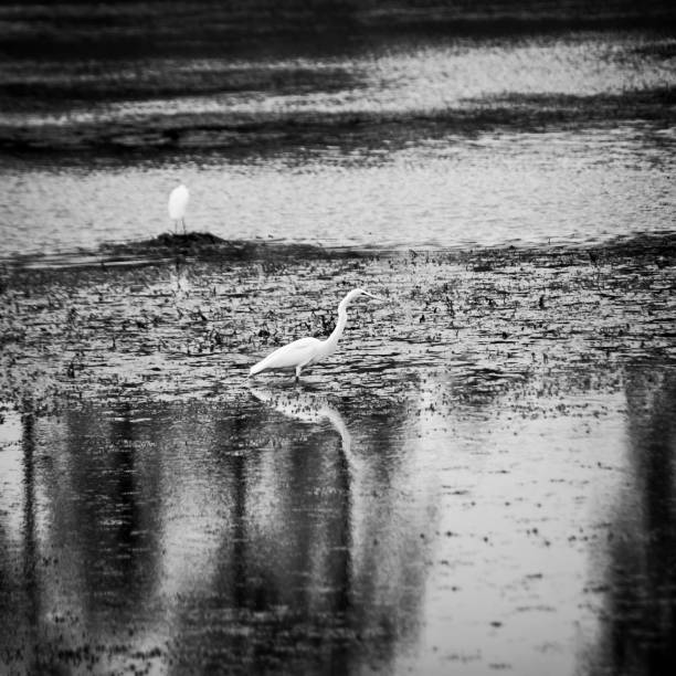 istock Egret Standing in Water with Reflection 1 B&W 1143722225