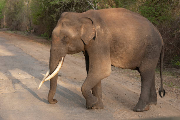 istock Tusker in Evening Light,Kabini,Nagarhole,Karnataka,India 1143722254