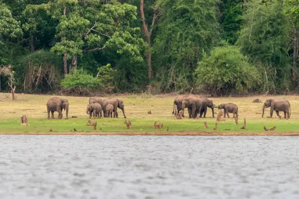 Elephant Herd on the banks of Kabini Dam,Kabini,Nagarhole,Karnataka,India