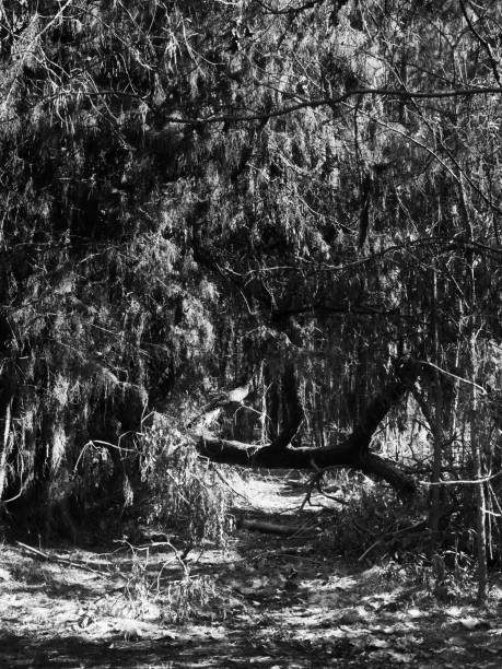 istock Tree Fallen Over Trail in Woods B&W 1143722290