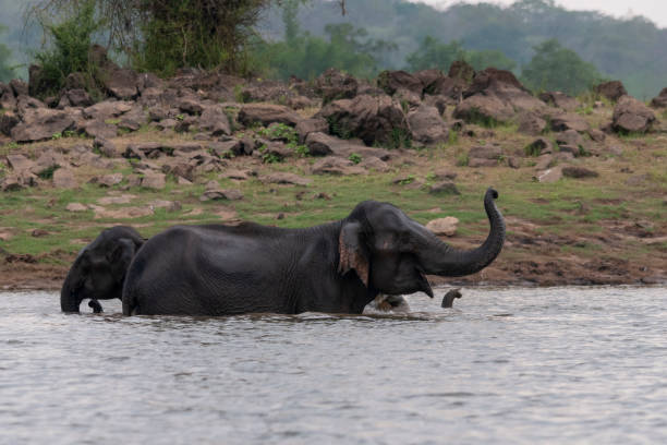 istock Elephant Herd bathing in kabini backwaters,Kabini,Nagarhole,Karnataka,India 1143722311