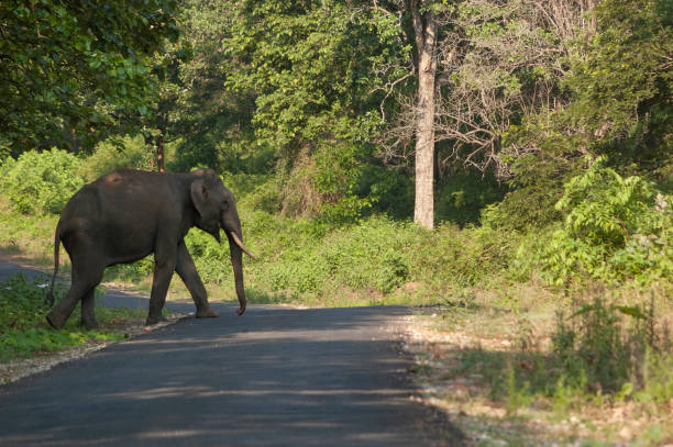 Tusker Crossing state highway,Kabini,Nagarhole,Karnataka,India