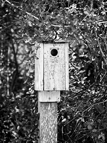 The Woodlands, TX USA - 02/17/2019  -  Old Birdhouse in Woods in B&W