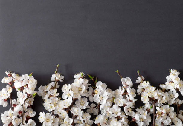 istock Festive background for spring holidays. Spring flowers on black background. Apricot blossom . Top view 1143723113