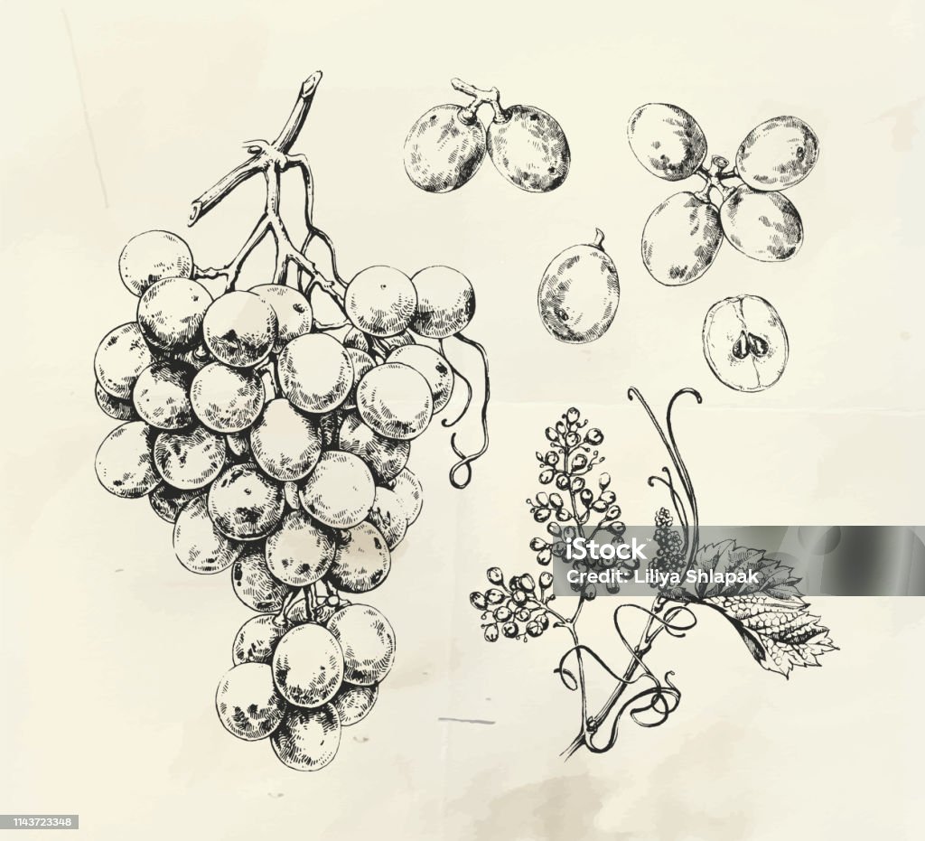 Illustration vintage de raisin de vin dessiné à l’encre - clipart vectoriel de Raisin libre de droits