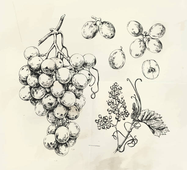 Vintage illustration of ink drawn wine grape Vintage illustration of white ink drawn wine grape grape vine vineyard wine stock illustrations