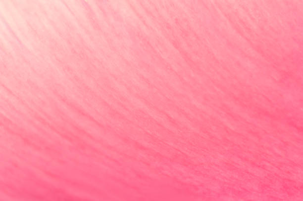 istock Pink floral background 1143726056
