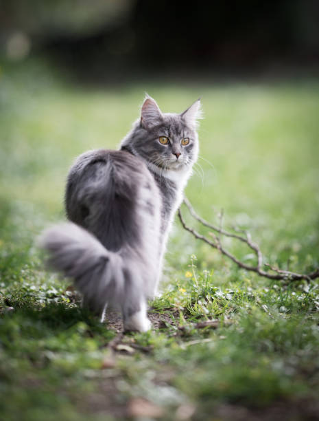 Cat Looking Back Stock Photo - Download Image Now - Animal, Animal