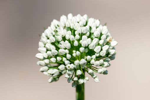 It's a photo of white spherical onion flowers.