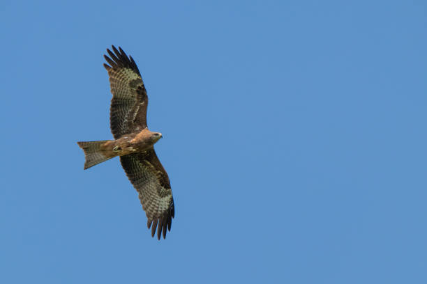 istock Eagle flying across the blue sky 1143729750