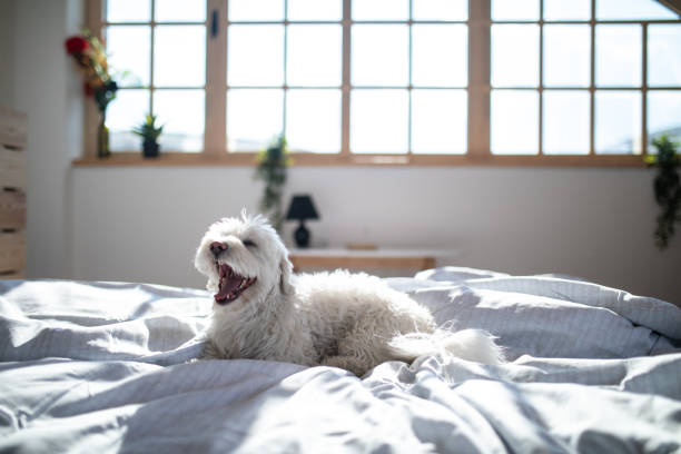 Maltese dog on bed with open snout Fluffy Maltese dog lying on bed in bedroom in the morning, with opened snout lap dog photos stock pictures, royalty-free photos & images