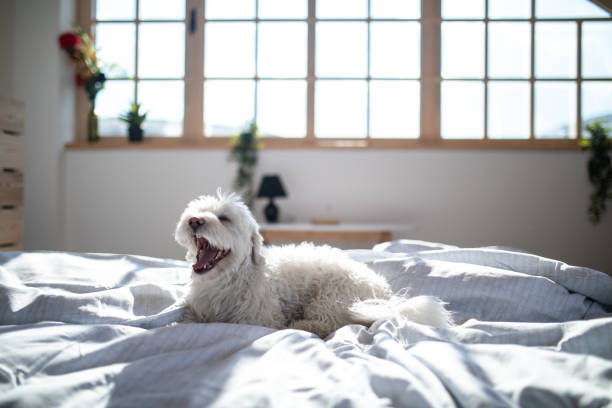 cão maltês na cama com focinho aberto - pets bedroom animal mammal - fotografias e filmes do acervo