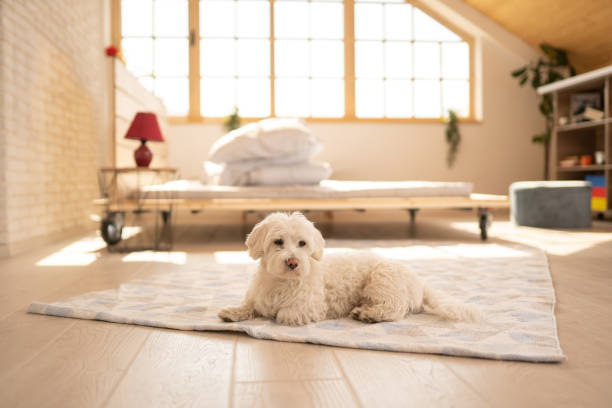 istock Dog waiting owner to come back home 1143730904