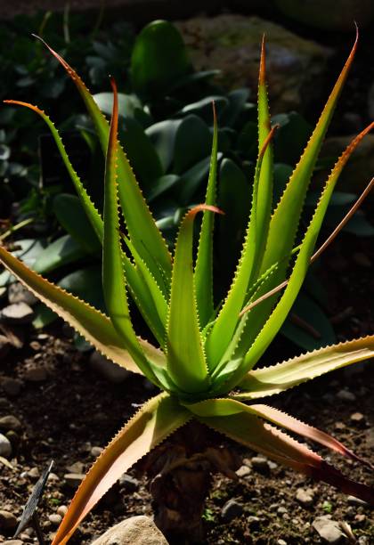 istock Aloe Bulbilifera 1143731143