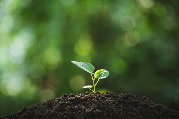 istock Seedling and plant growing in soil and copy space for insert text 1143734445