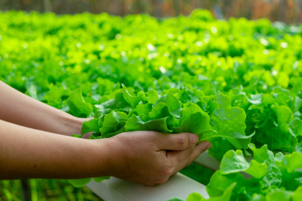 Young farmer is holding vegetable green oak, Hydroponic eco organic modern smart farm 4.0 technology Young farmer is holding vegetable green oak, Hydroponic eco organic modern smart farm 4.0 technology green leaf lettuce stock pictures, royalty-free photos & images