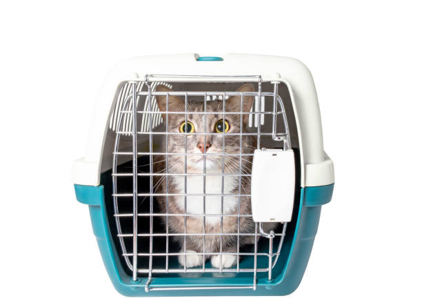 mignon chat gris perdu se trouve dans un porte-animaux cage en plastique d’isolement sur le blanc. transport de voyage, clinique vétérinaire et concept de soins pour animaux de compagnie - lost pet photos et images de collection