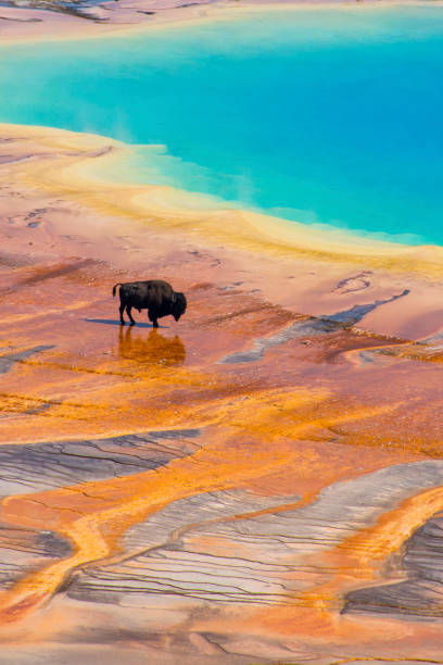 Bison and Grand Prismatic Spring Yellowstone Vertical Bison crossing the Grand Prismatic Spring, Yellowstone National Park, USA midway geyser basin photos stock pictures, royalty-free photos & images