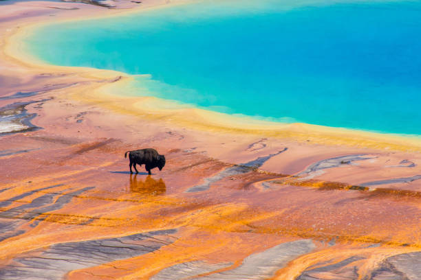 bisonte y grand prismático primavera yellowstone horizontal - parque nacional de yellowstone fotografías e imágenes de stock